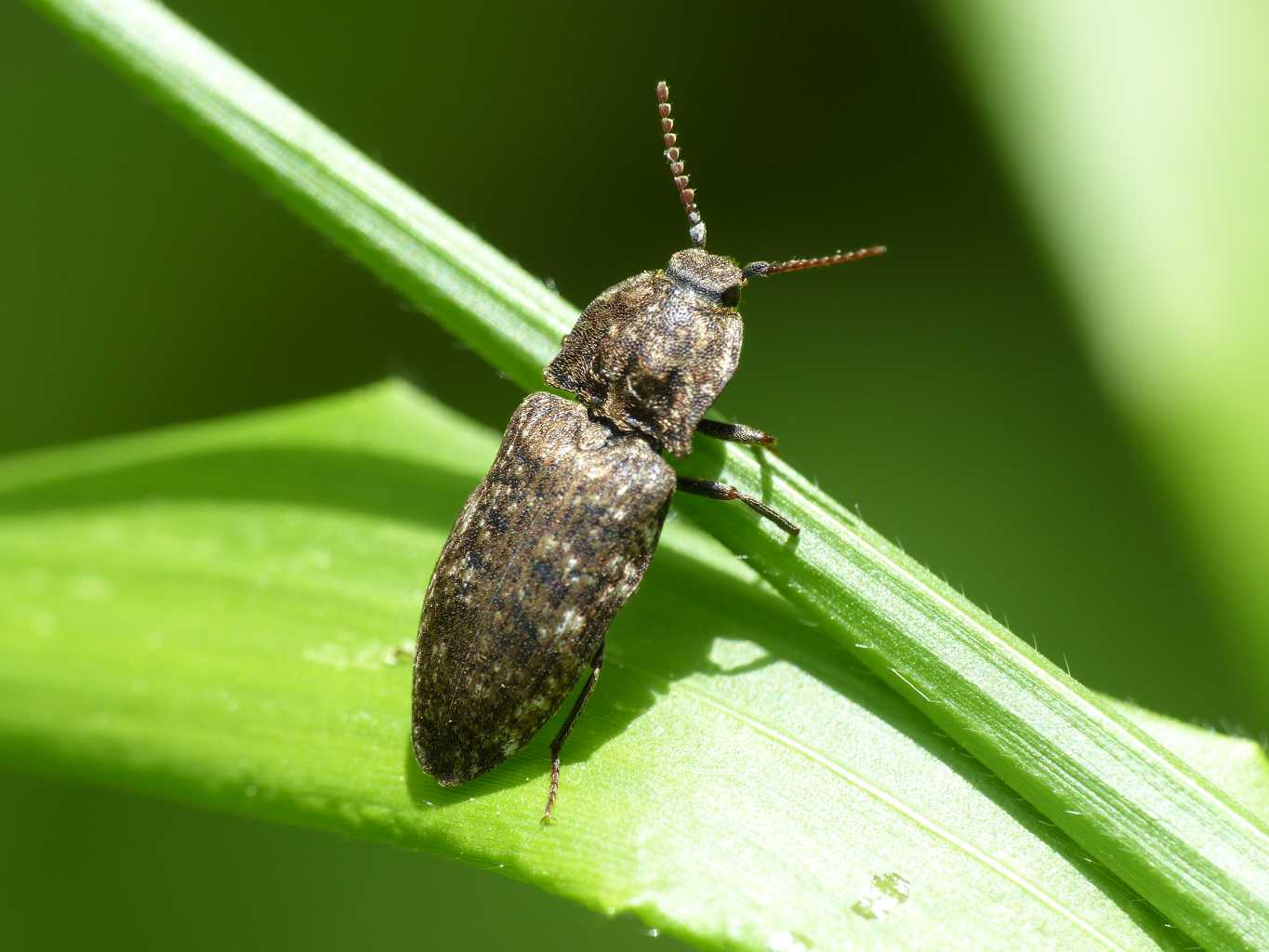 Elateridae: Agrypnus murinus